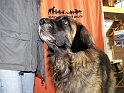 Heimtiermesse 2009   086